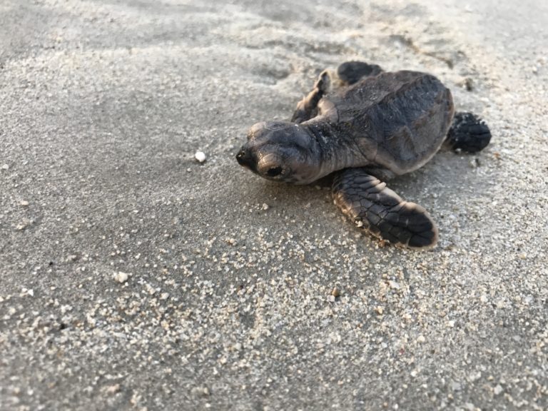 Turtle_Release_at_Emirates_Marine_Reserve_Dubai